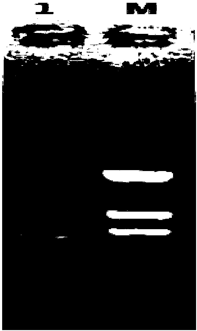 Yeast cDNA library of anti-SVV (Seneca valley virus) VHH ((variable domain of heavy chain of heavy 2chain) antibody as well as construction method and application of yeast cDNA library