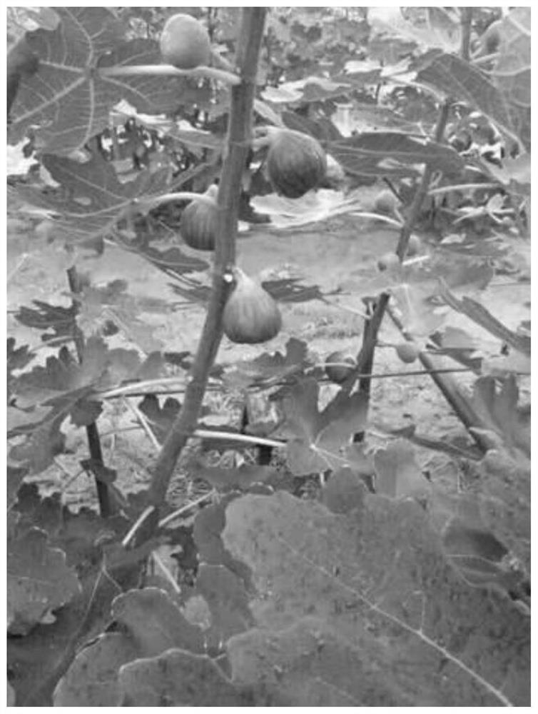 Method for improving yield through combination of fig branch end pruning and antibacterial film using