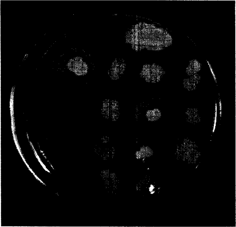 Refractory metal prolease gene engineering bacterium and acquiring method therefor