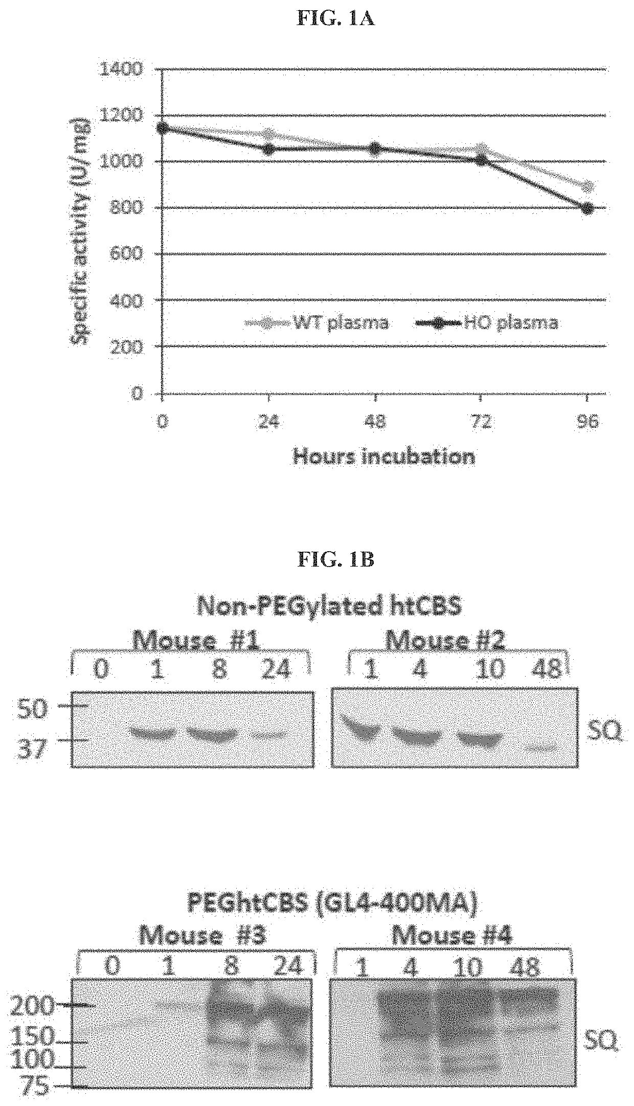 Compositions and methods for treatment of homocystinuria