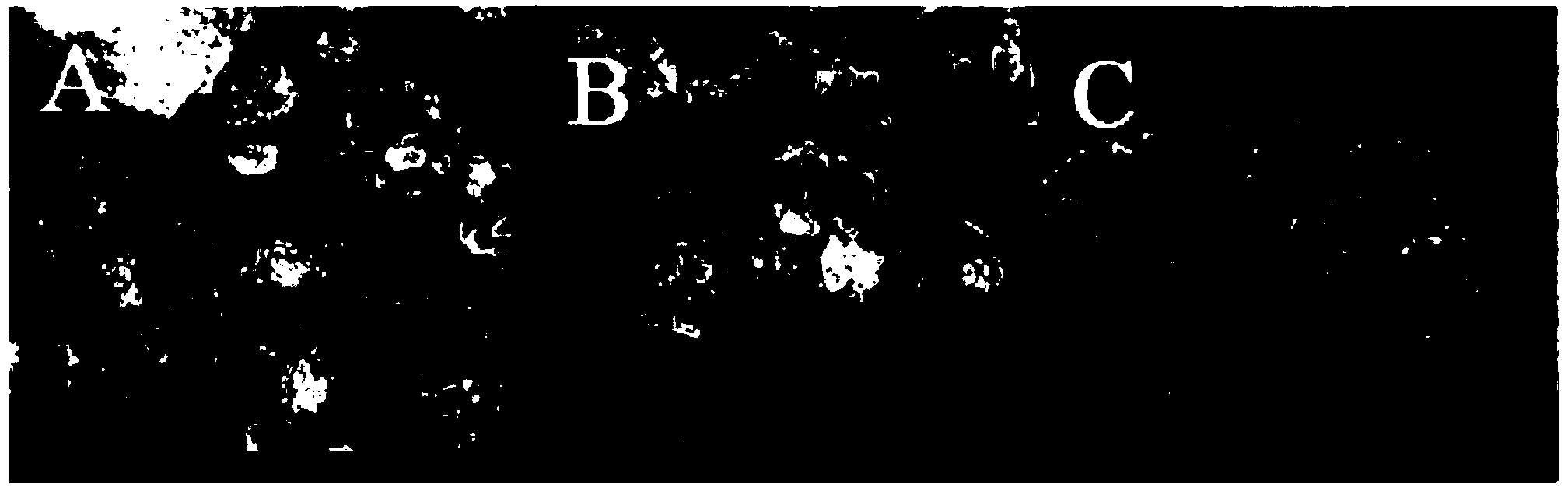 Bioactive glass ceramic material and preparation method and application thereof in oral care products