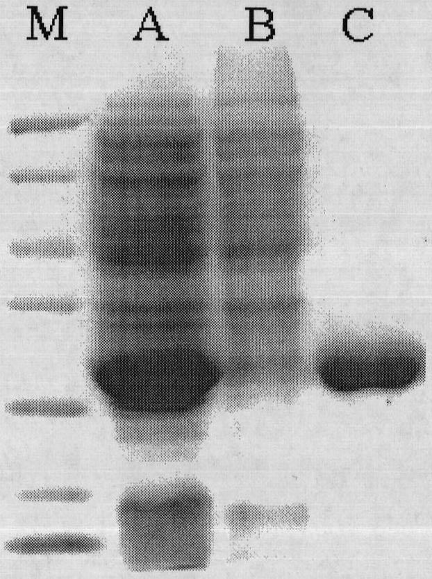 Epoxide hydrolase and preparation method thereof