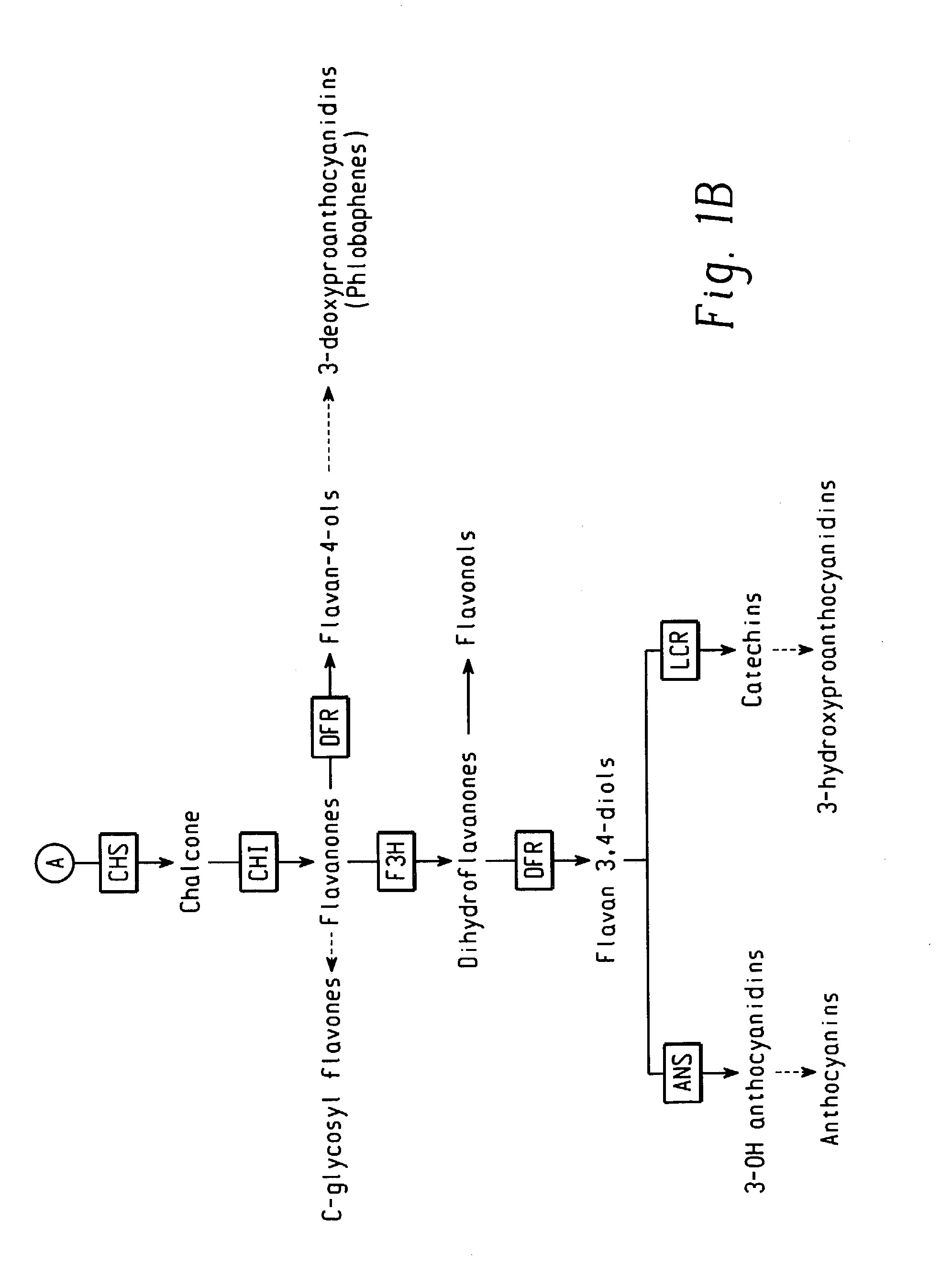 Transgenic plants with altered levels of phenolic compounds