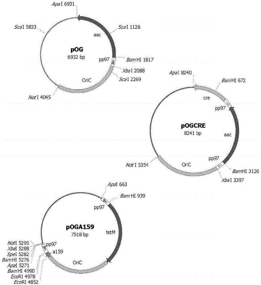 Mutant strains of mycoplasma hyopneumoniae