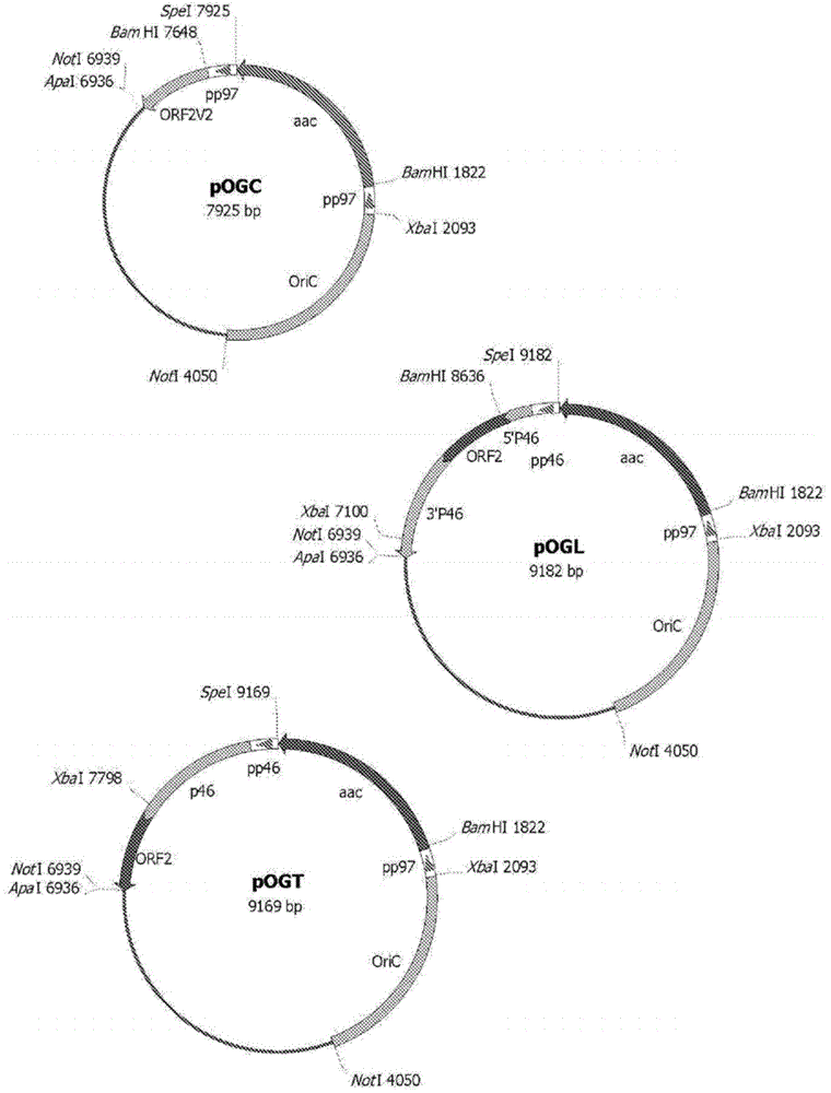 Mutant strains of mycoplasma hyopneumoniae