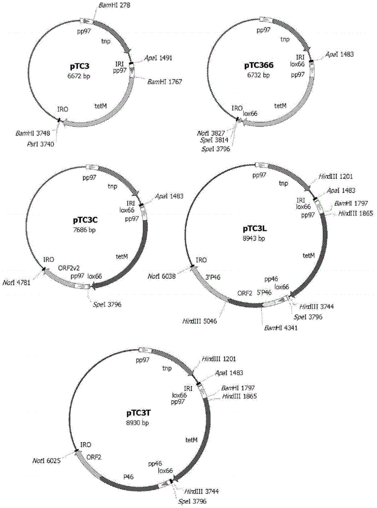 Mutant strains of mycoplasma hyopneumoniae