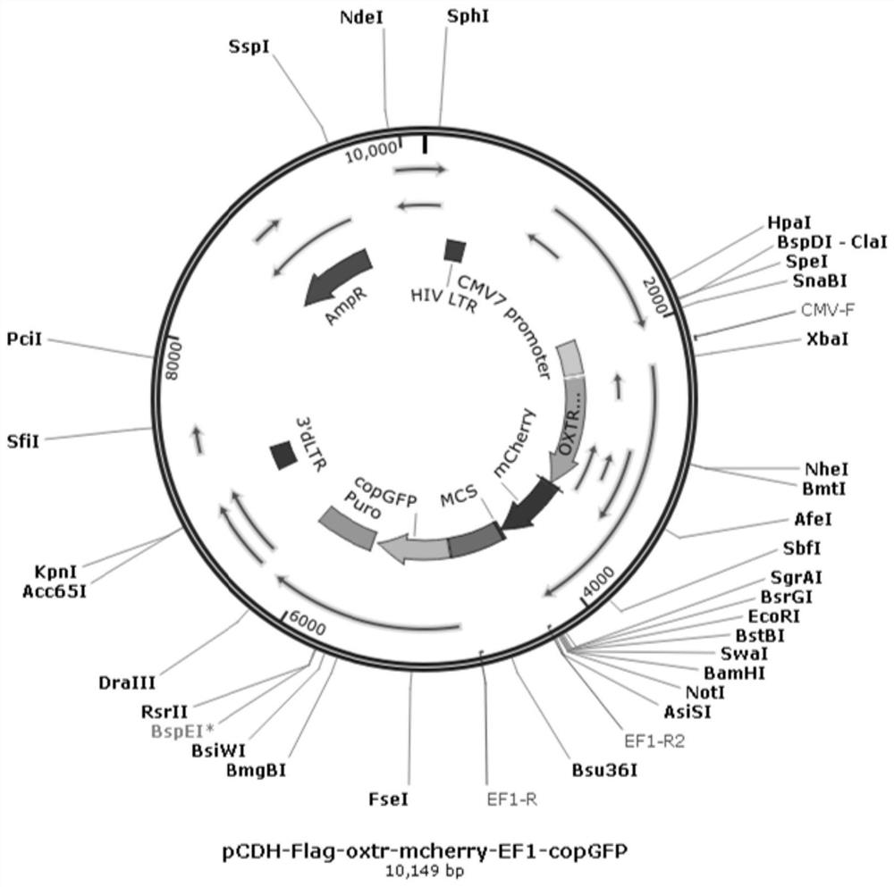 Construction method of human astrocytes stably expressing oxytocin receptor