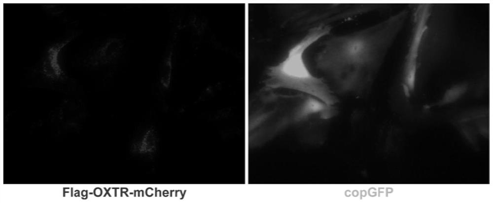 Construction method of human astrocytes stably expressing oxytocin receptor