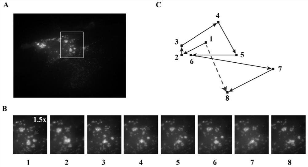 Construction method of human astrocytes stably expressing oxytocin receptor