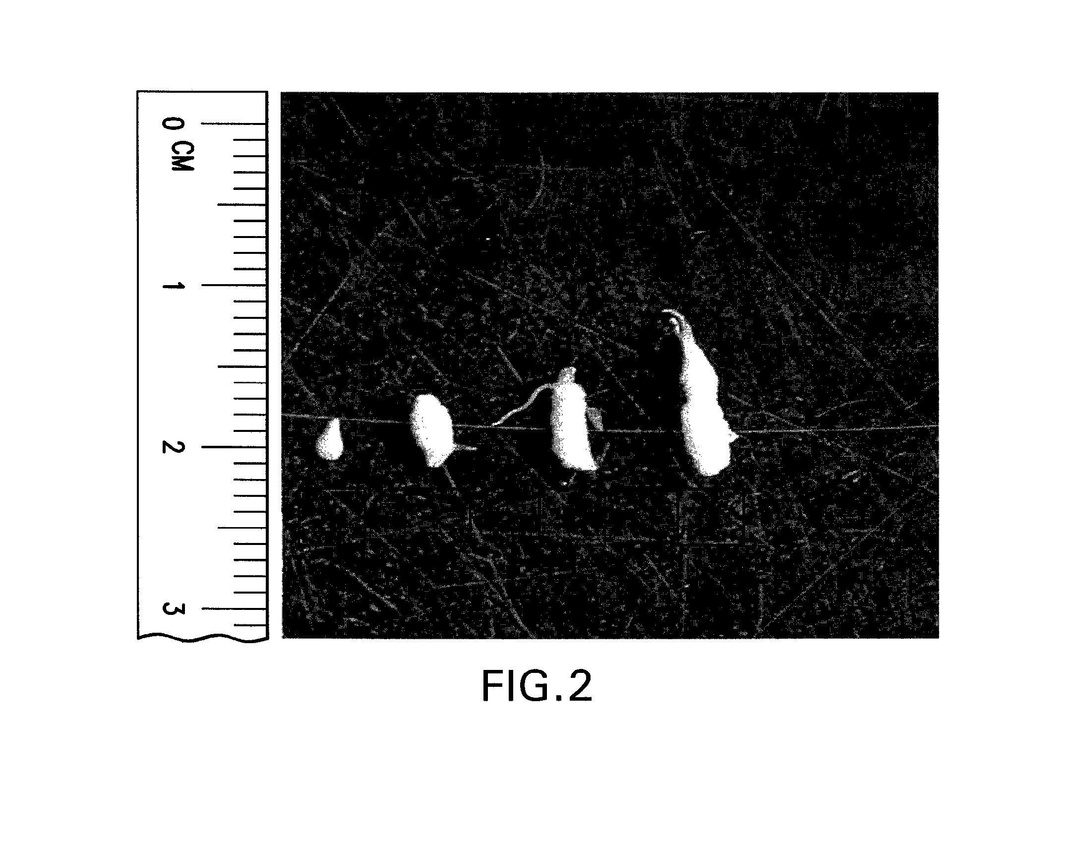 Methods and compositions for root knot nematode control