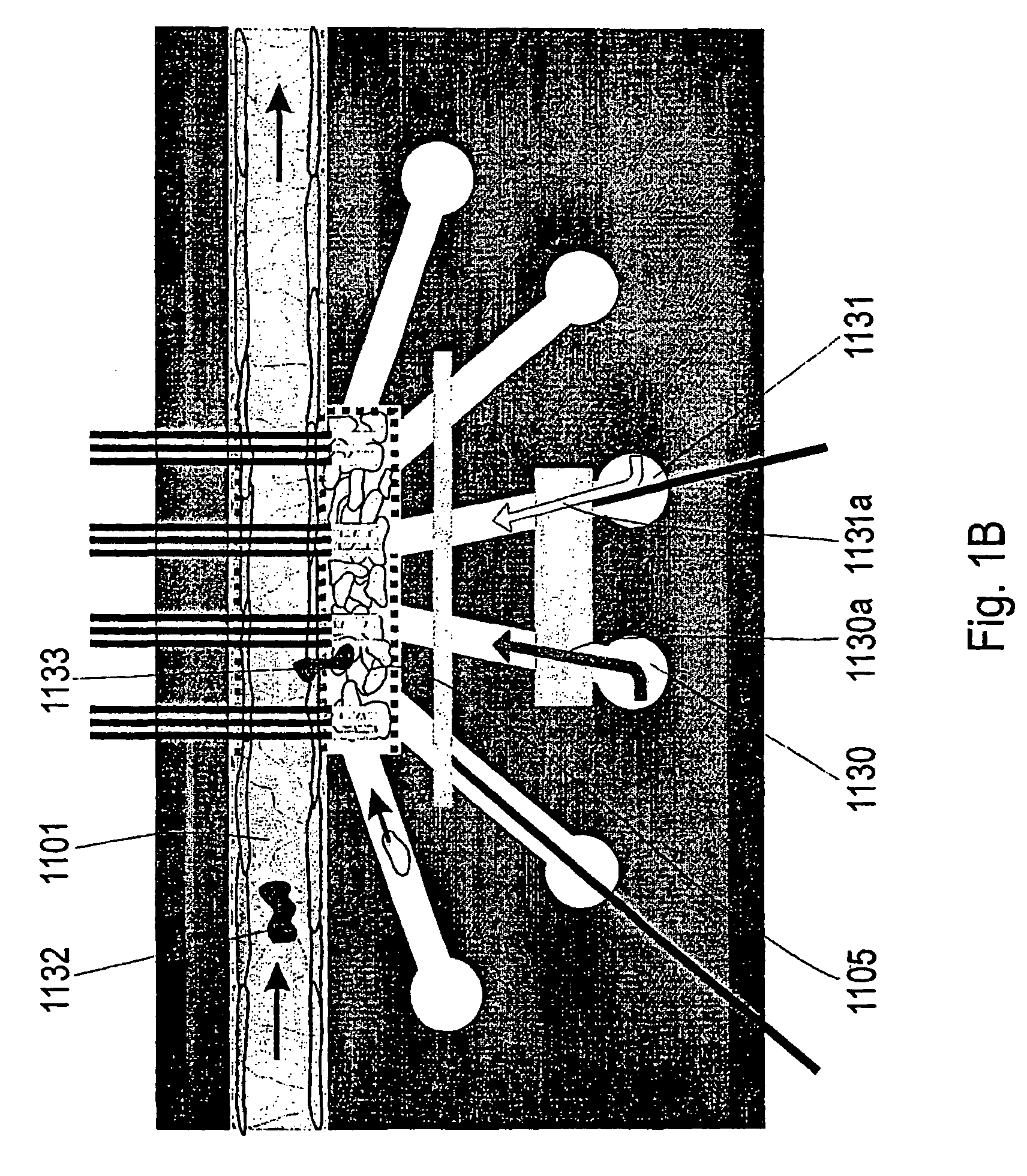 Capillary perfused bioreactors with multiple chambers