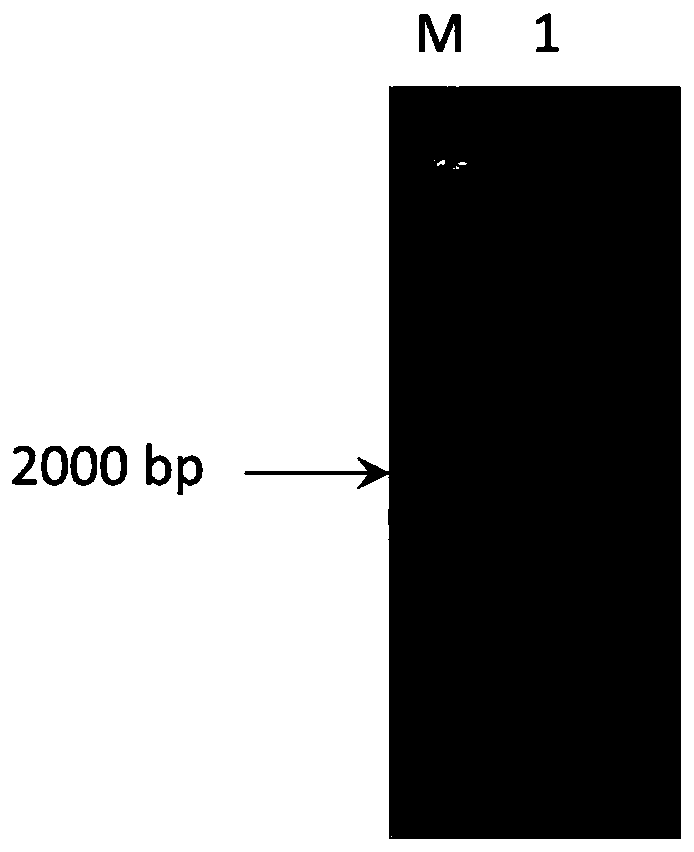 Genetic engineering strain capable of efficiently synthesizing melatonin and construction method and application of genetic engineering strain