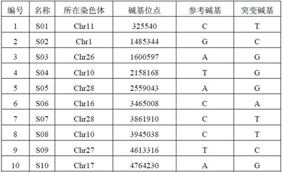 Group of SNP markers for identifying donkey species, primer group of group of SNP markers and kit prepared by primer group