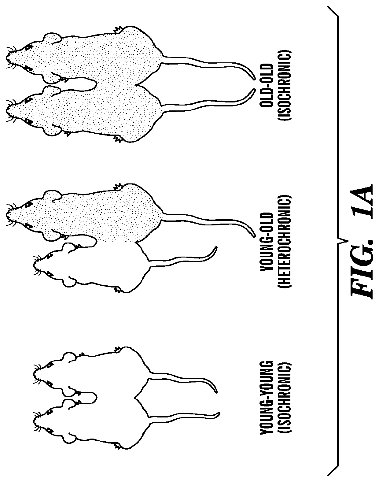 Ccr3 modulation in the treatment of aging-associated impairments, and compositions for practicing the same