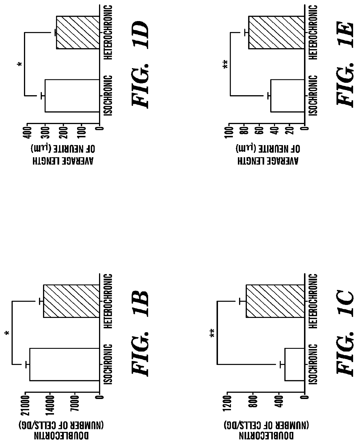 Ccr3 modulation in the treatment of aging-associated impairments, and compositions for practicing the same