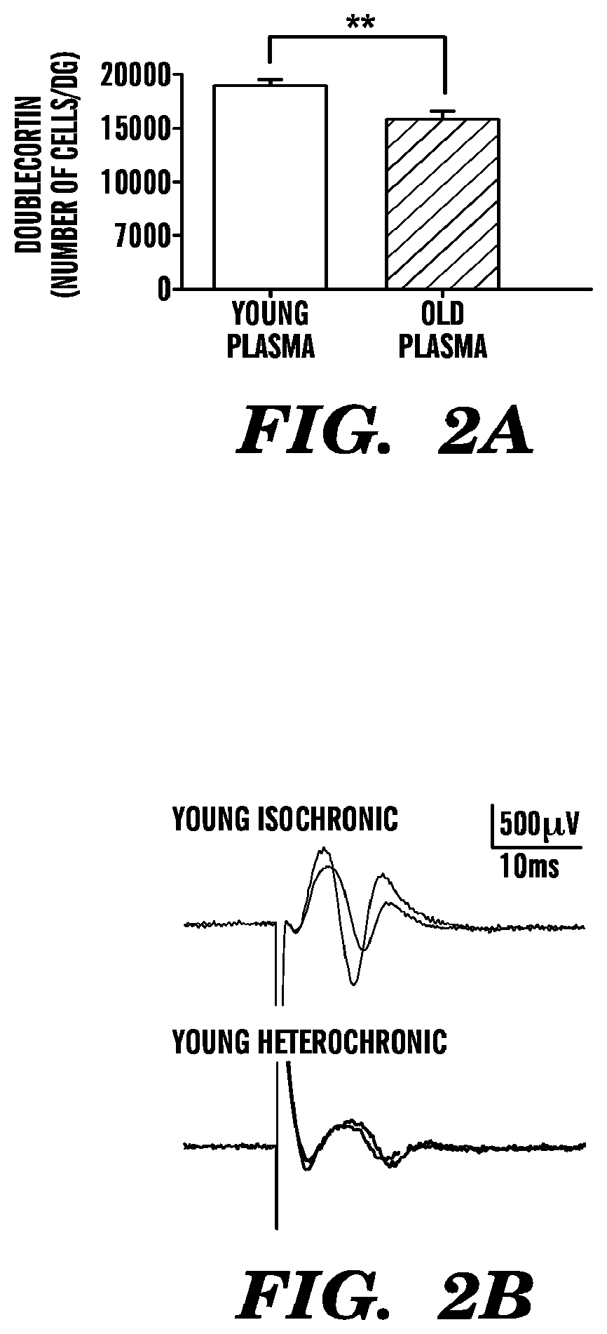 Ccr3 modulation in the treatment of aging-associated impairments, and compositions for practicing the same