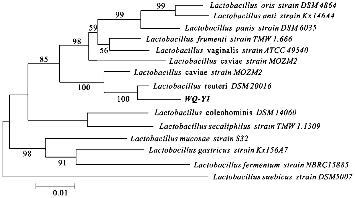 Lactic acid bacteria, and screening and applications thereof