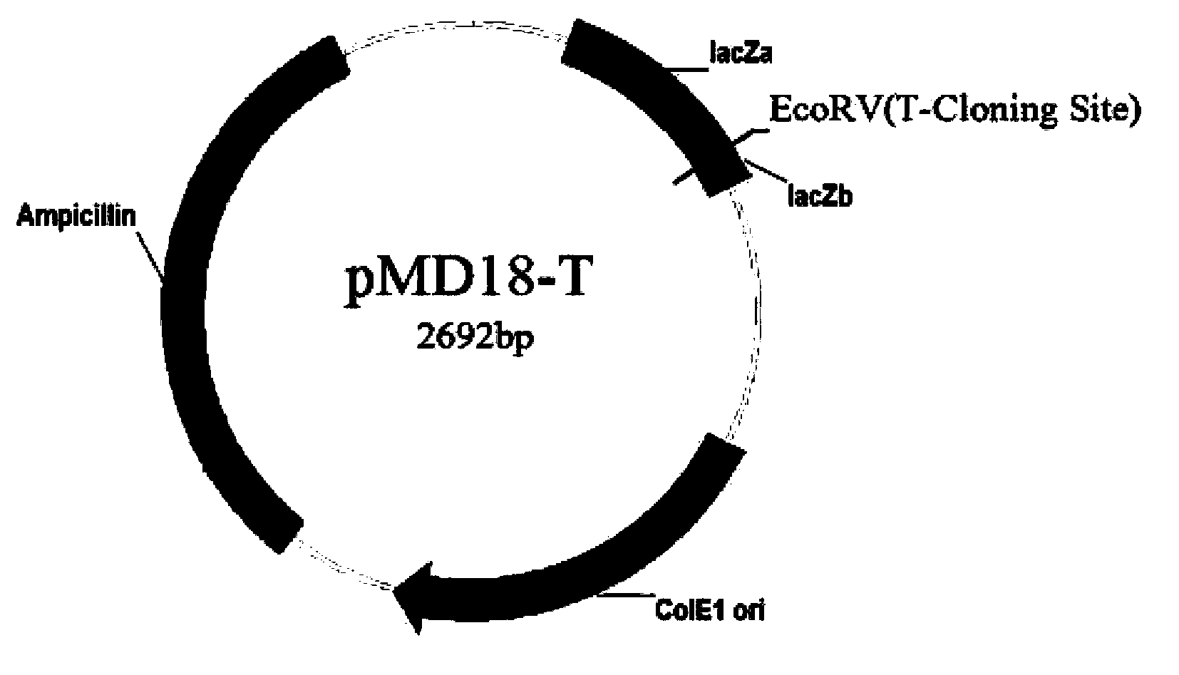 Vaccine used for infection prevention of toxoplasma gondii, preparation method and application of vaccine