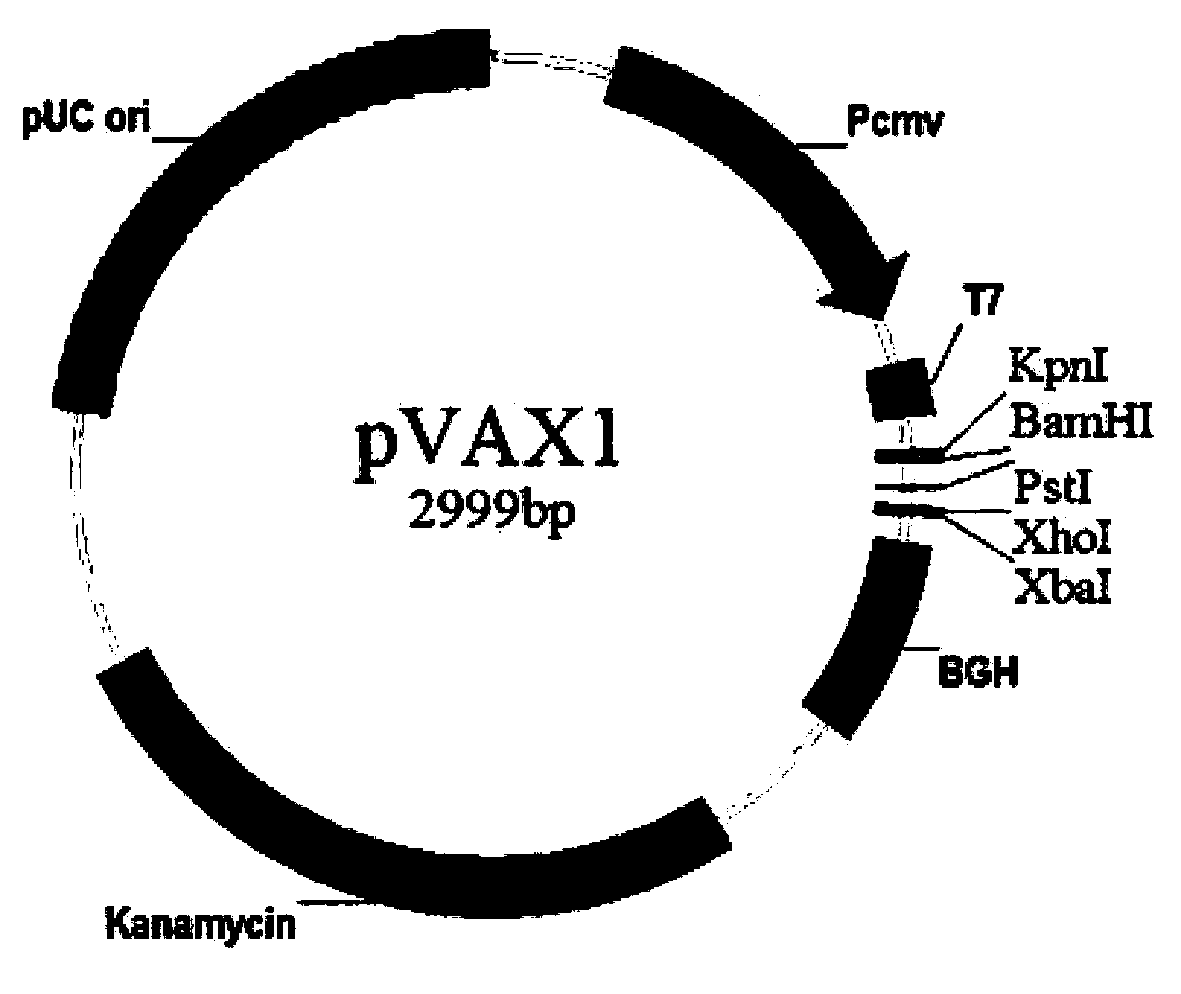 Vaccine used for infection prevention of toxoplasma gondii, preparation method and application of vaccine