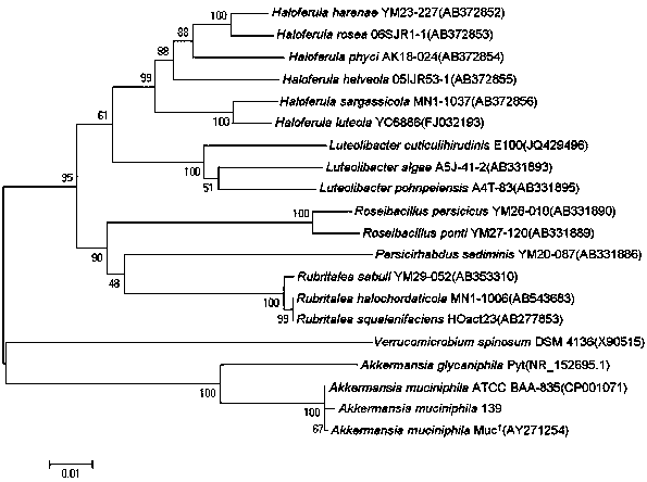 Akkermansia muciniphila 139 strain and purpose thereof