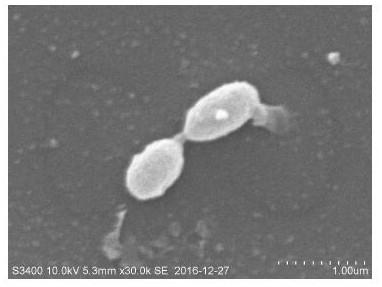 Akkermansia muciniphila 139 strain and purpose thereof