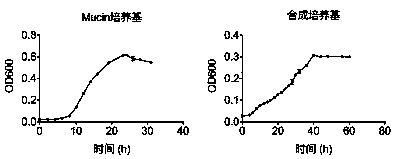 Akkermansia muciniphila 139 strain and purpose thereof