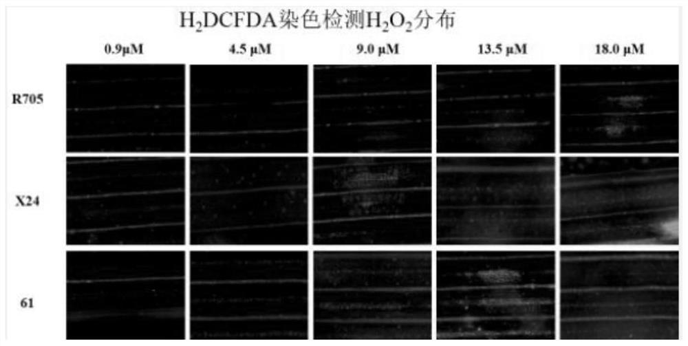 Method for rapidly identifying cadmium sensitivity of rice by using fluorescent staining technology