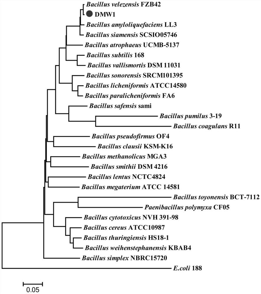 Bacillus velezensis DMW1 strain and application thereof