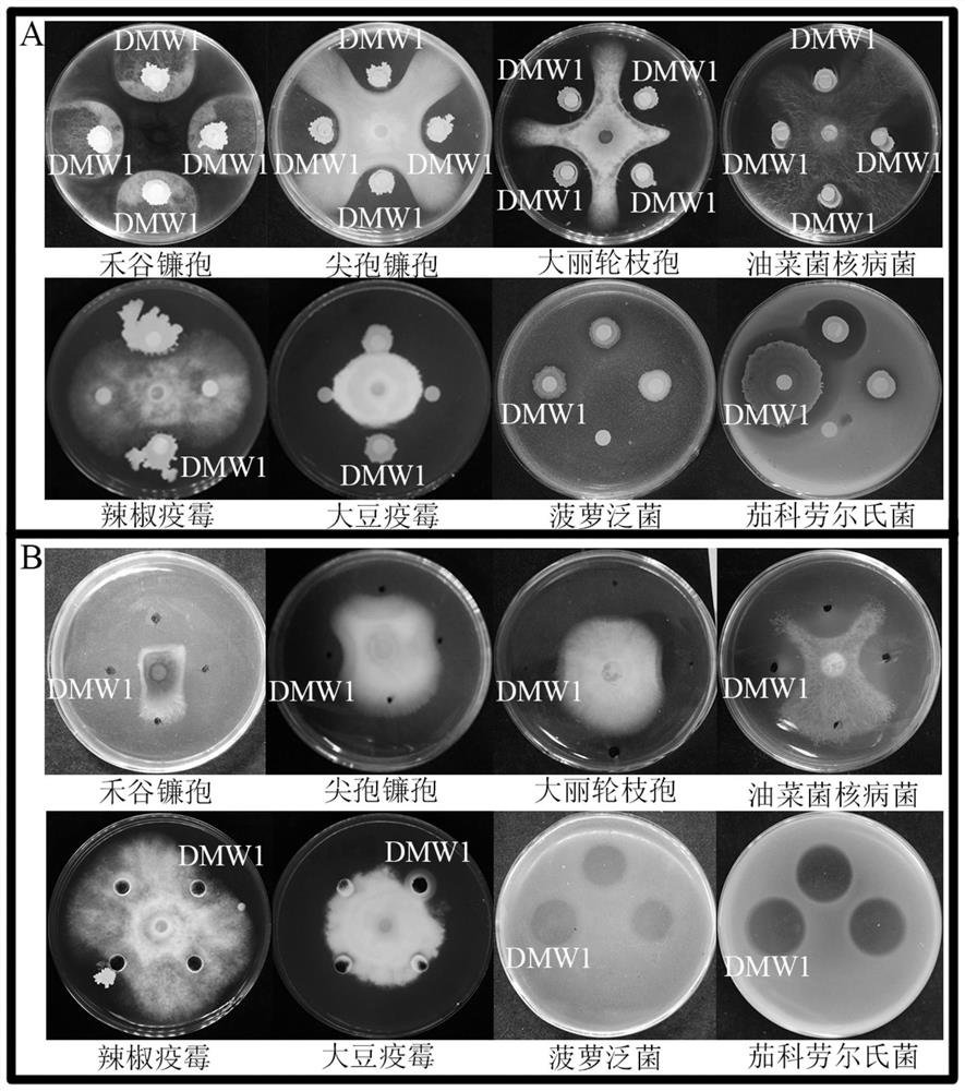 Bacillus velezensis DMW1 strain and application thereof