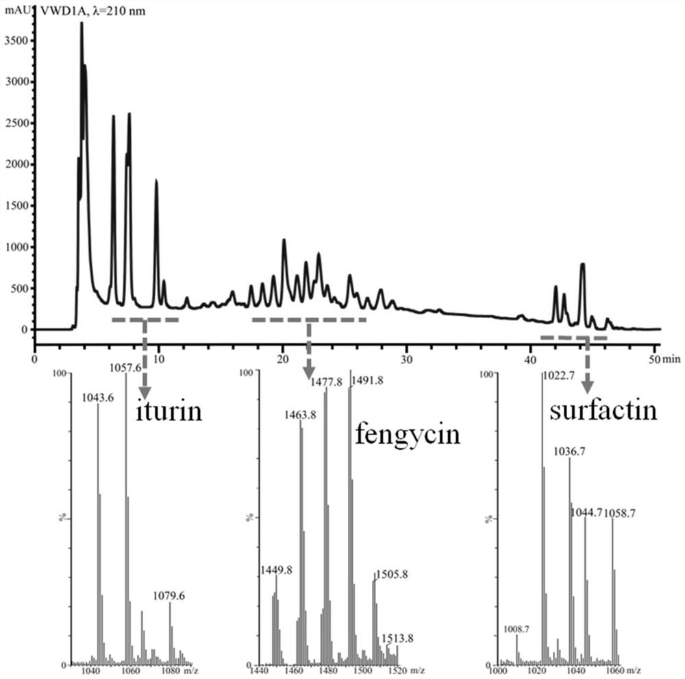 Bacillus velezensis DMW1 strain and application thereof