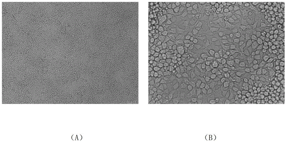 Avian adenovirus transfer carrier and preparation method thereof