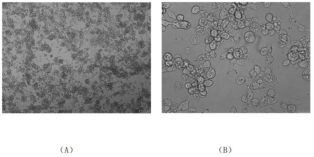 Avian adenovirus transfer carrier and preparation method thereof