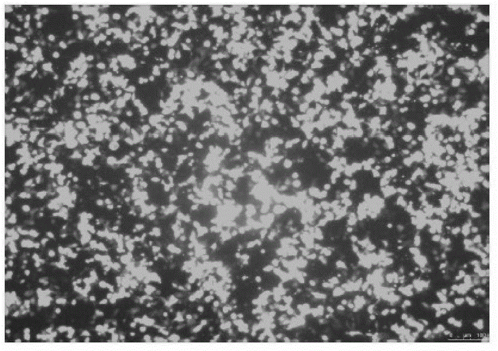 Avian adenovirus transfer carrier and preparation method thereof