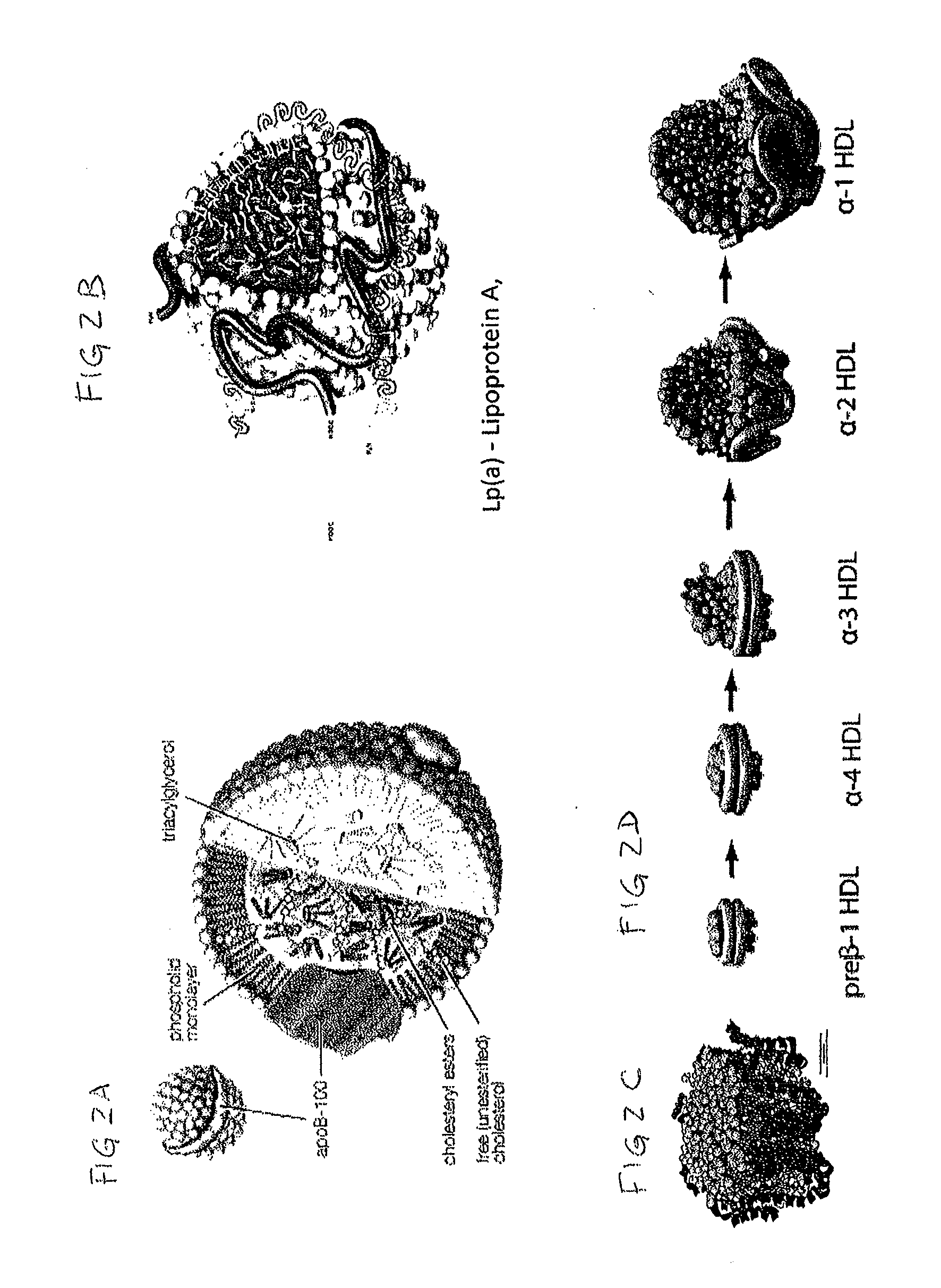 Biomarkers for cardiovascular disease