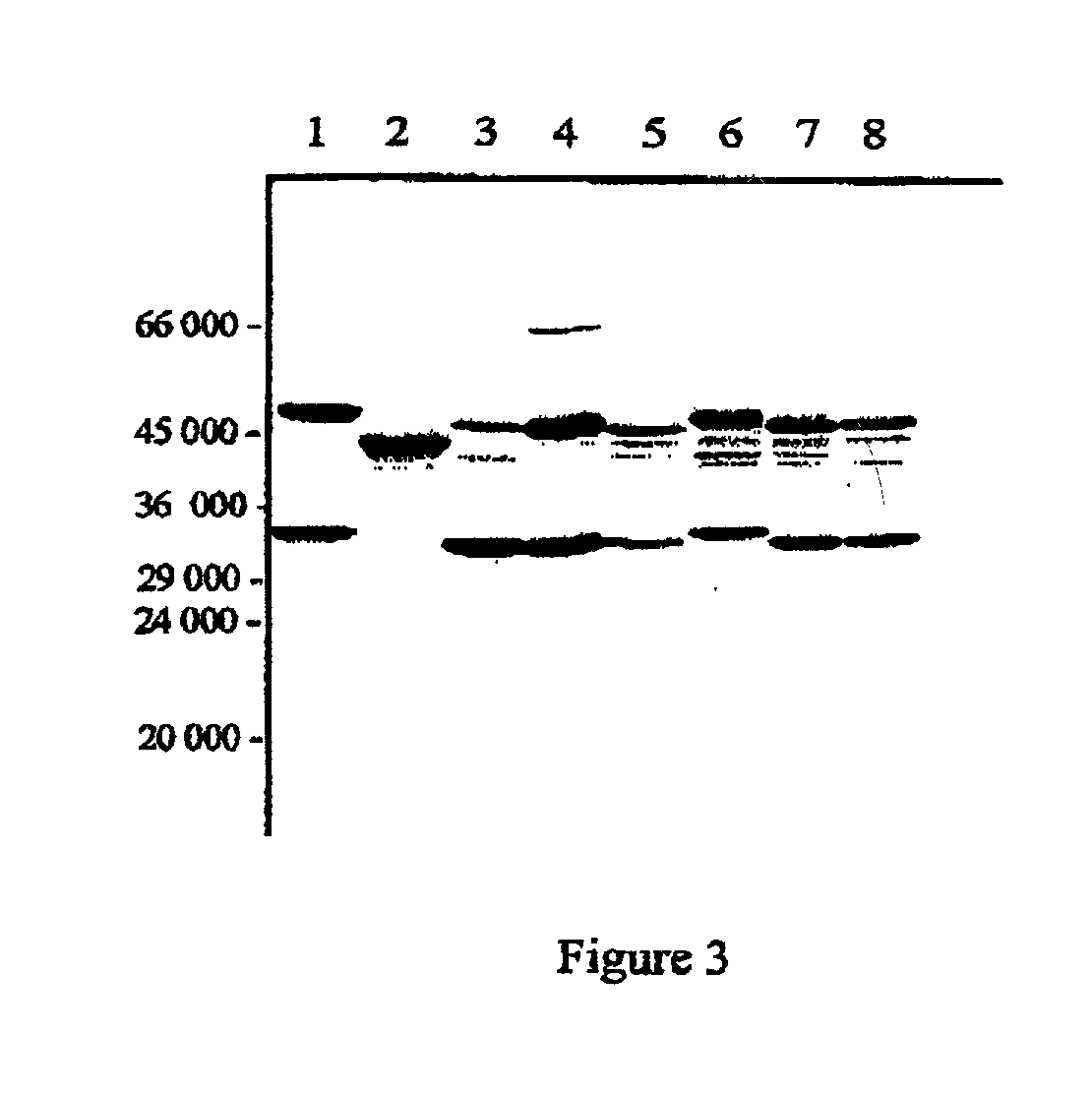 Clostridium difficile vaccine