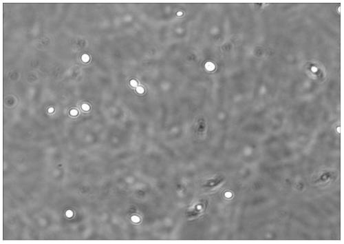 A kind of red yeast glue and its fermentation culture and application