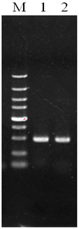 Application of Bacillus licheniformis dw2δlrpc in the production of bacitracin