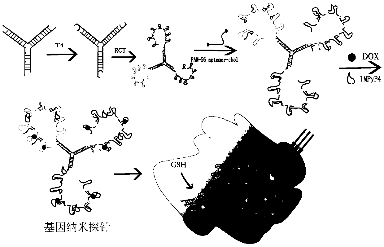 A gene nanoprobe for targeted lung cancer treatment and its preparation method and application