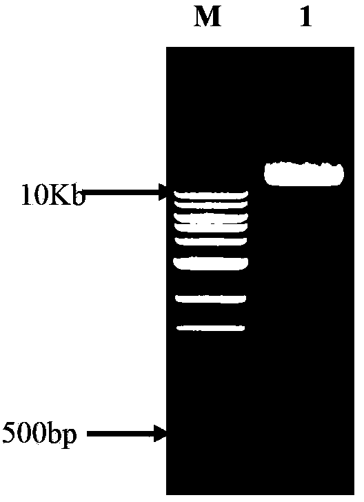 Method for integrating exogenous gene into sheep listeria genome