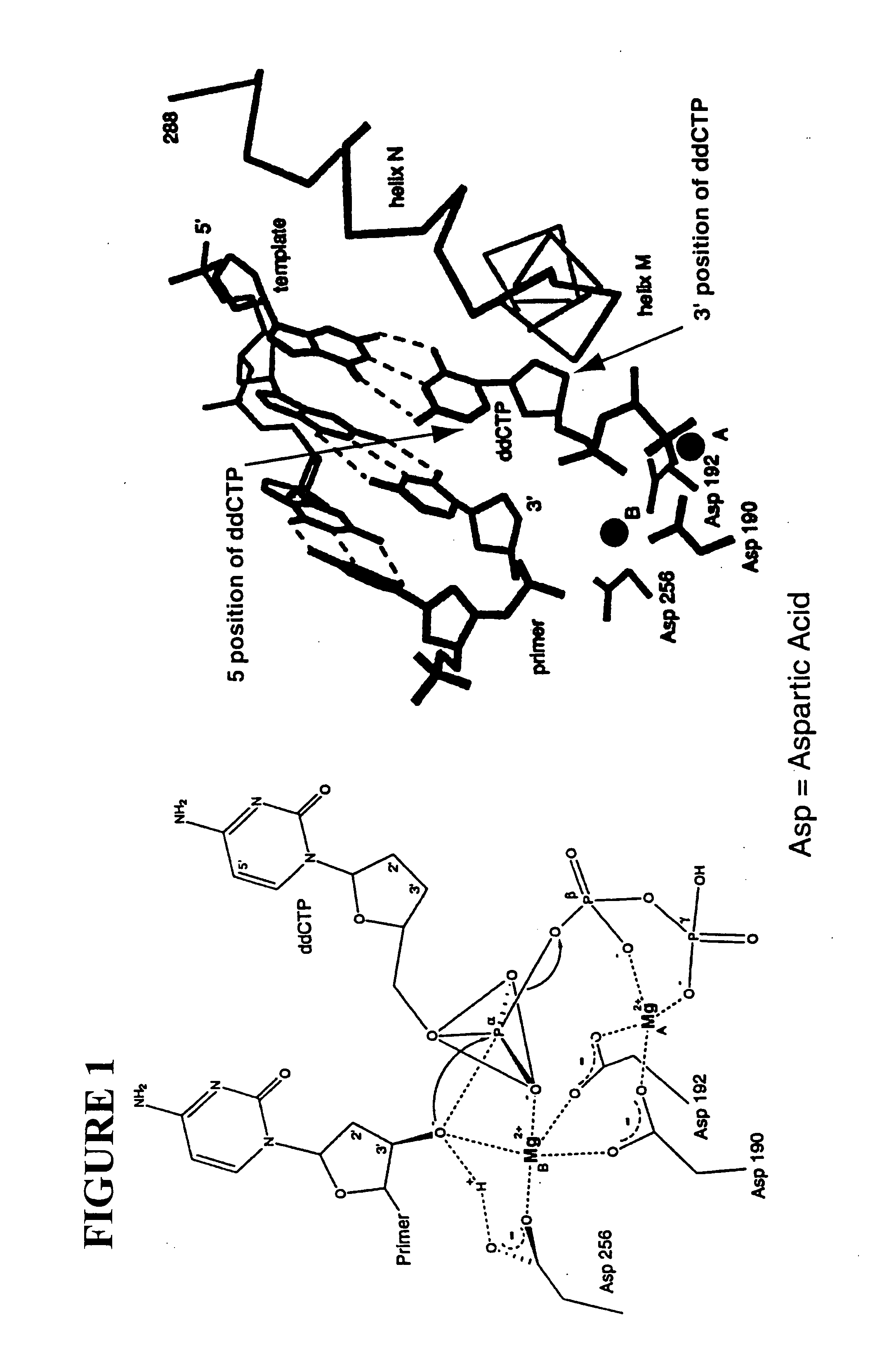 Massive parallel method for decoding DNA and RNA