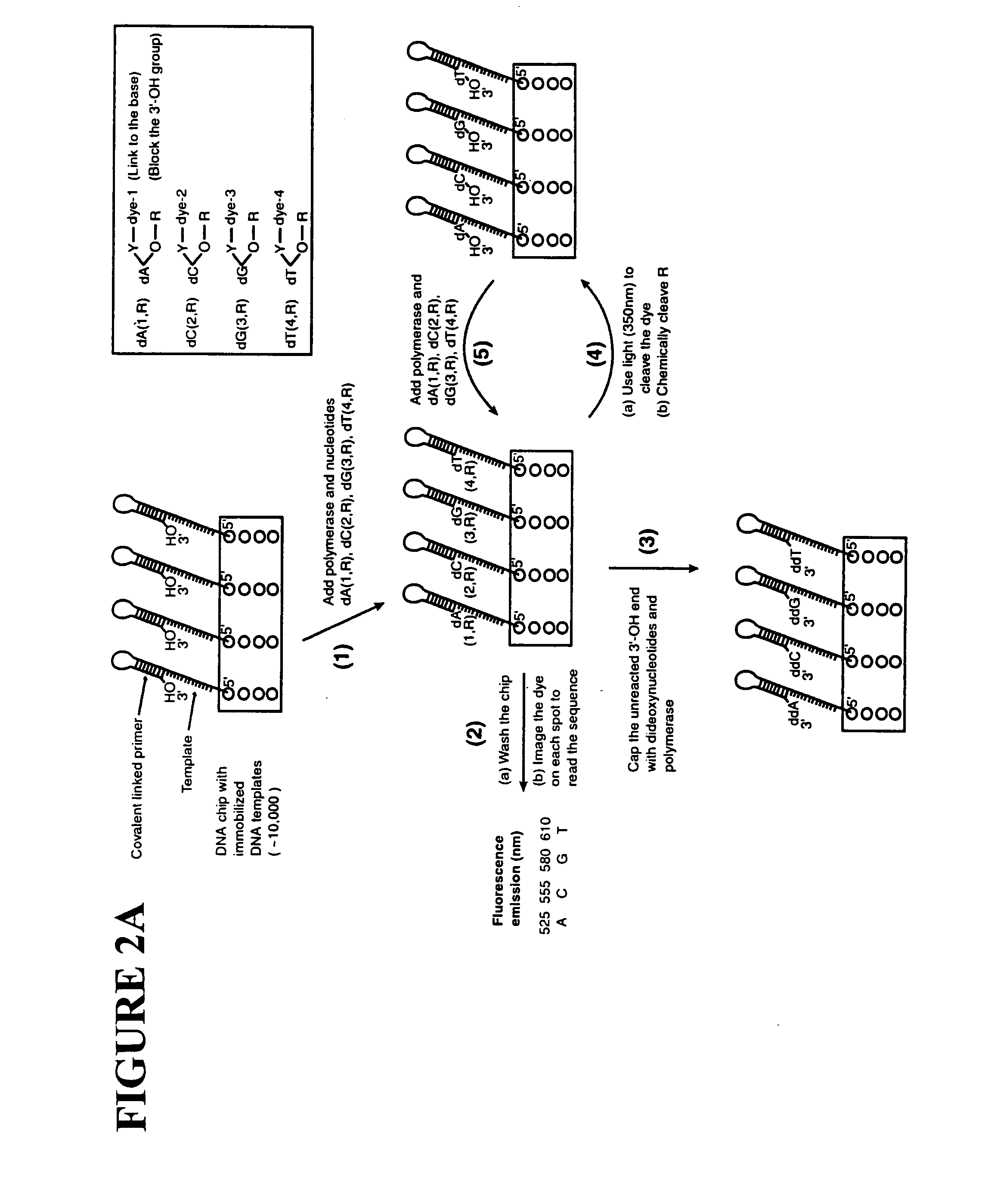 Massive parallel method for decoding DNA and RNA