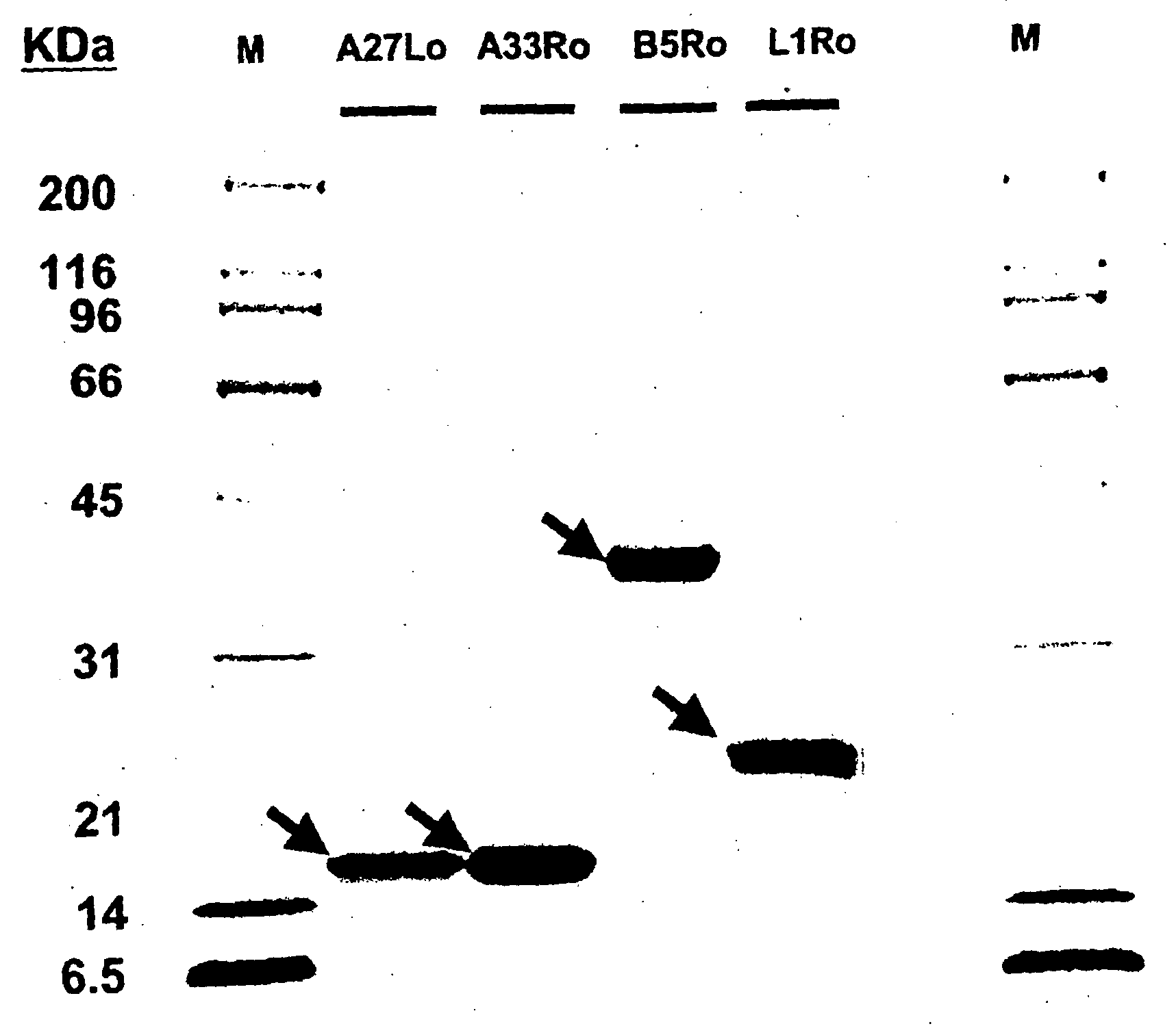 Protein vaccines against poxviruses