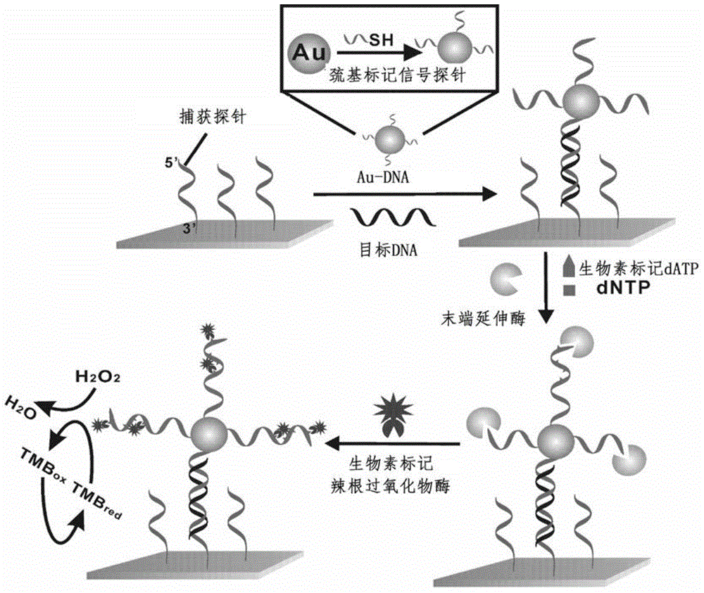 DNA detection method based on electrochemical sensor with three-stage amplification of terminal extension, gold nanoparticles and enzyme