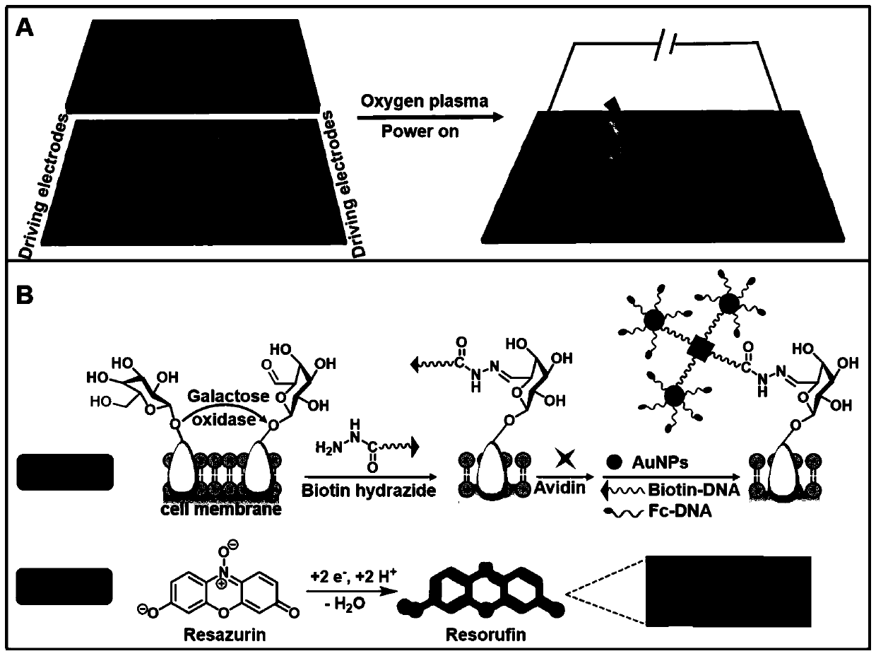 Cell surface glycan in-situ electrogenerated fluorescence imaging analysis method based on a bipolar electrode