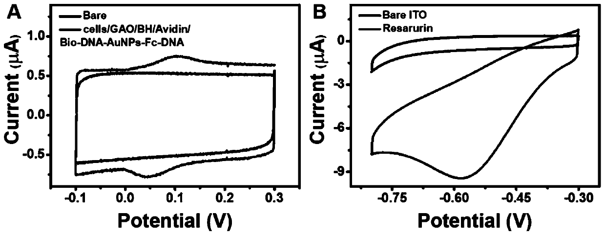 Cell surface glycan in-situ electrogenerated fluorescence imaging analysis method based on a bipolar electrode