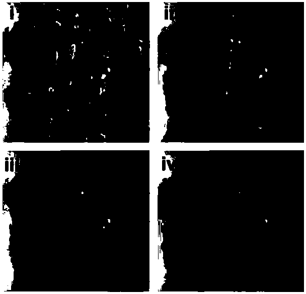 Functional interface for capturing and self-driven directional collection of mist droplets