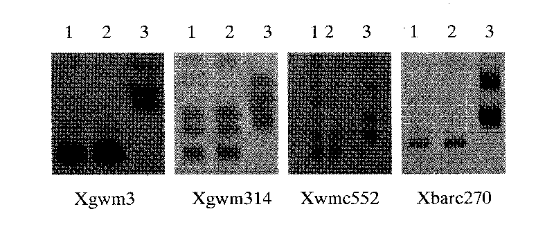 Molecular marker technology for identifying red grains and white grains of wheat