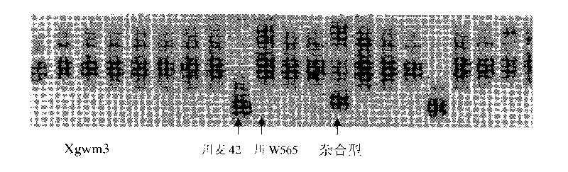 Molecular marker technology for identifying red grains and white grains of wheat