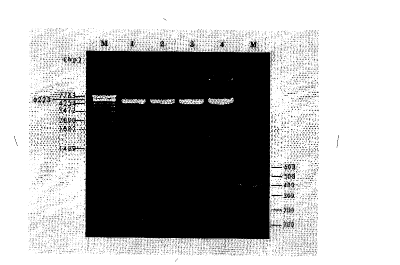 Medicament containing natriuretic peptide gene as well as preparation method and application thereof