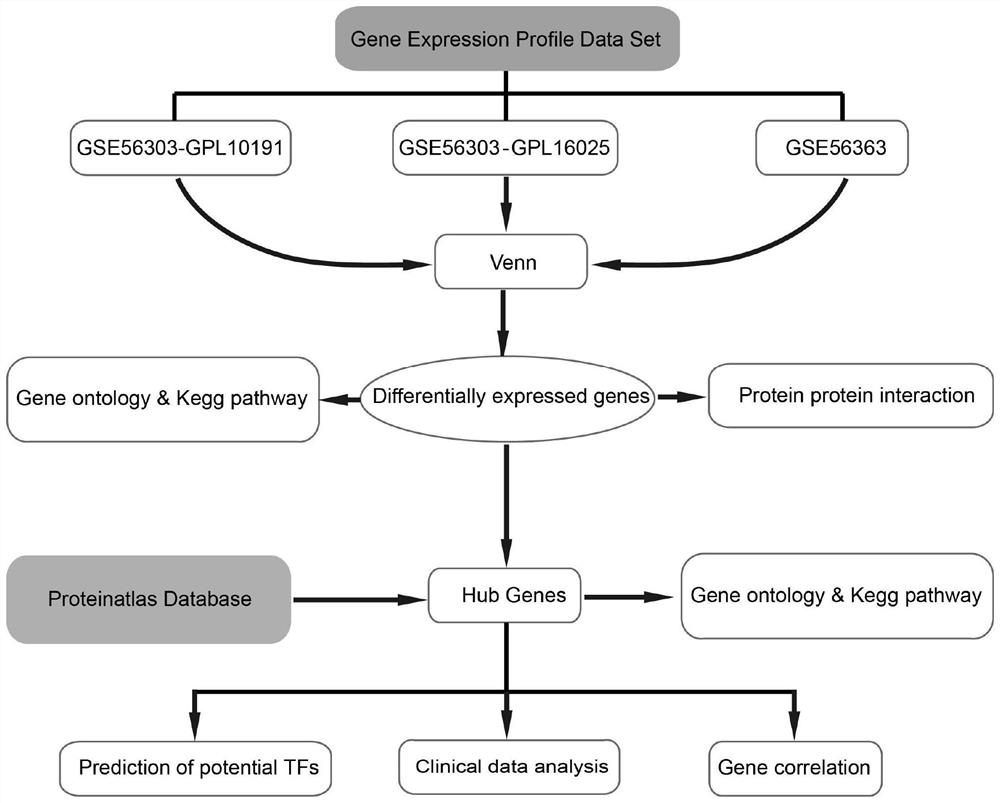 Marker for predicting chemotherapy effect of cervical squamous carcinoma and screening method and application of marker